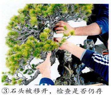 图解 制作附石盆景怎么脱石的7个步骤