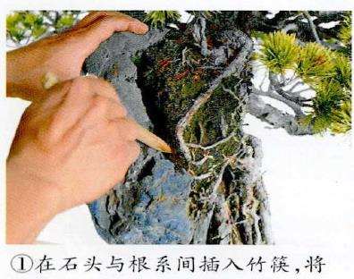 图解 制作附石盆景怎么脱石的7个步骤