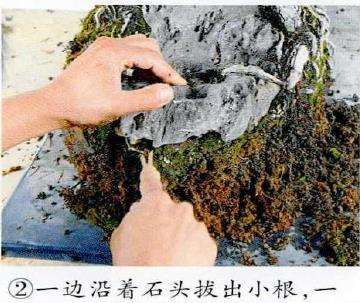 图解 制作附石盆景怎么脱石的7个步骤