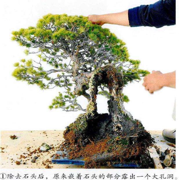 图解 制作附石盆景怎么脱石的7个步骤