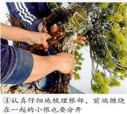 图解 制作附石盆景怎么脱石的7个步骤