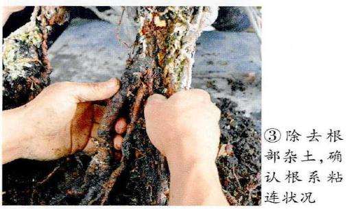 图解 制作附石盆景怎么脱石的7个步骤