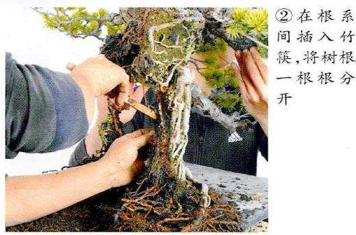 图解 制作附石盆景怎么脱石的7个步骤