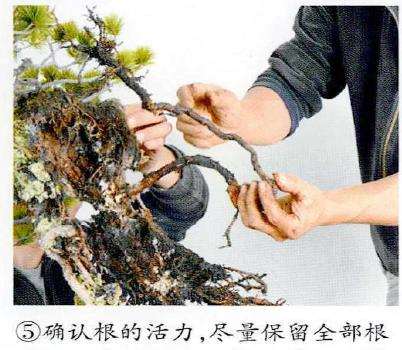 图解 制作附石盆景怎么脱石的7个步骤