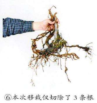 图解 制作附石盆景怎么脱石的7个步骤