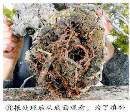 图解 制作附石盆景怎么脱石的7个步骤