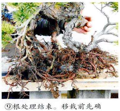 图解 制作附石盆景怎么脱石的7个步骤