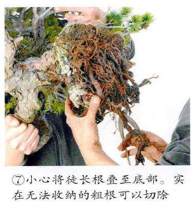 图解 制作附石盆景怎么脱石的7个步骤