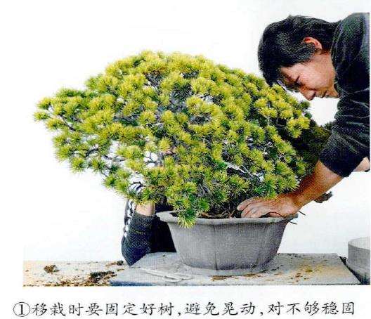 图解 制作附石盆景怎么脱石的7个步骤