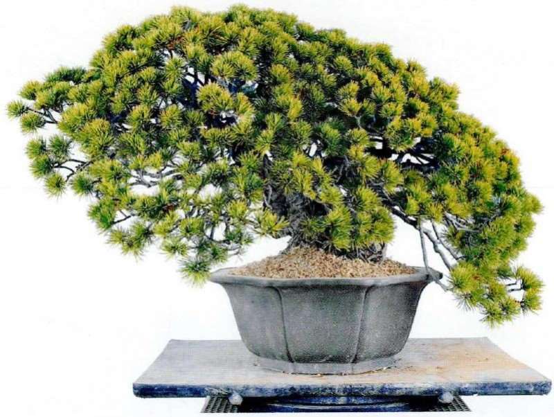 图解 制作附石盆景怎么脱石的7个步骤