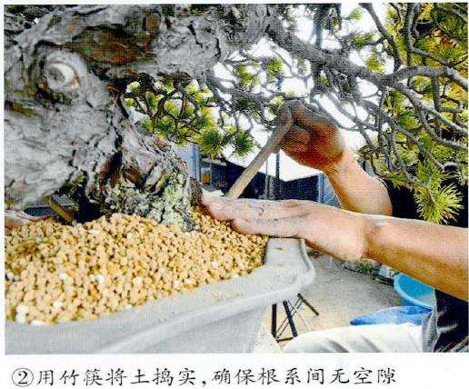 图解 制作附石盆景怎么脱石的7个步骤