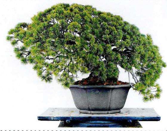 图解 制作附石盆景怎么脱石的7个步骤