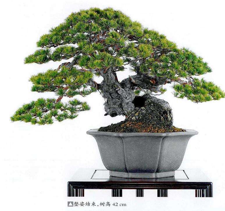 图解 制作附石盆景怎么脱石的7个步骤