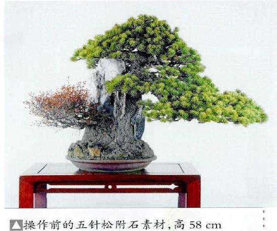 图解 制作附石盆景怎么换石的7个步骤