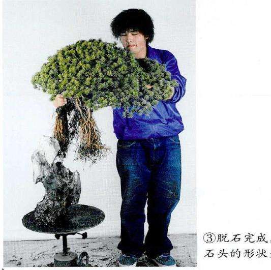 图解 制作附石盆景怎么换石的7个步骤