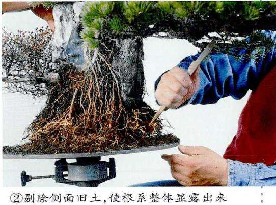 图解 制作附石盆景怎么换石的7个步骤