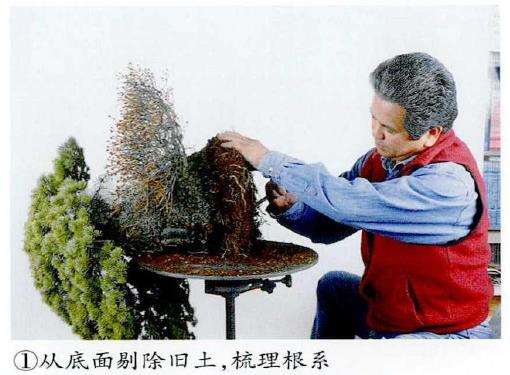 图解 制作附石盆景怎么换石的7个步骤