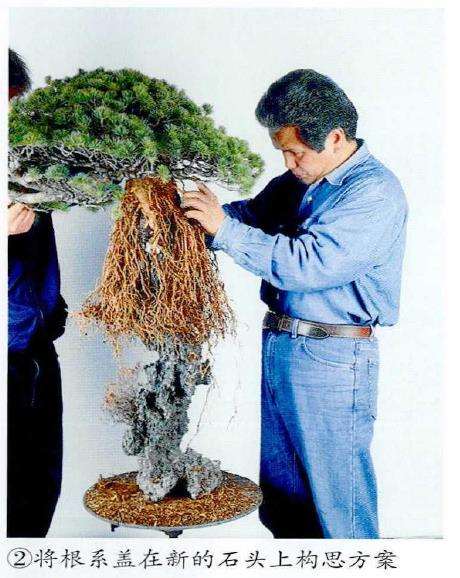 图解 制作附石盆景怎么换石的7个步骤