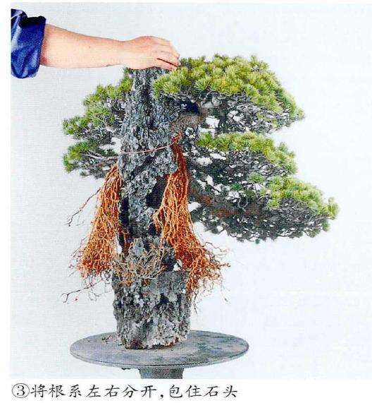 图解 制作附石盆景怎么换石的7个步骤