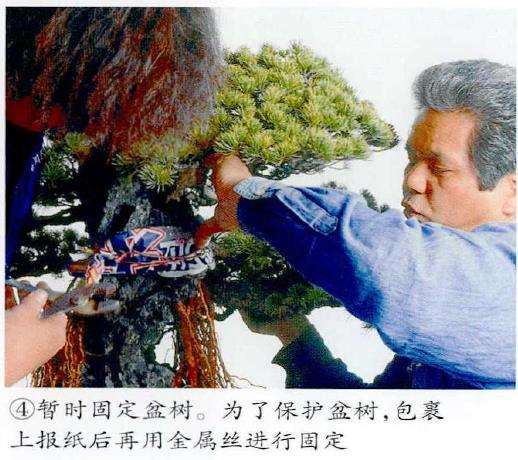 图解 制作附石盆景怎么换石的7个步骤