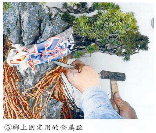 图解 制作附石盆景怎么换石的7个步骤