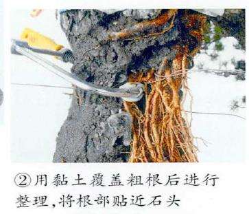 图解 制作附石盆景怎么换石的7个步骤