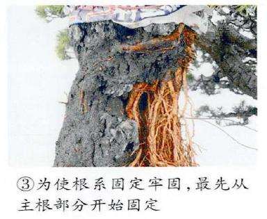 图解 制作附石盆景怎么换石的7个步骤