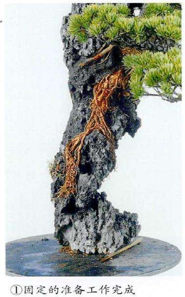 图解 制作附石盆景怎么换石的7个步骤