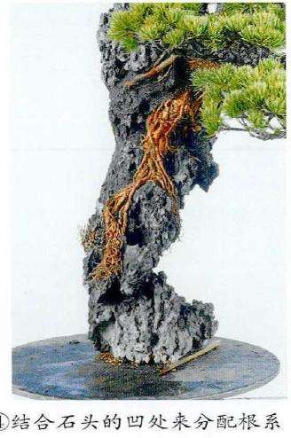 图解 制作附石盆景怎么换石的7个步骤