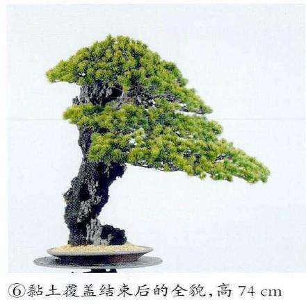 图解 制作附石盆景怎么换石的7个步骤