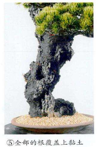 图解 制作附石盆景怎么换石的7个步骤