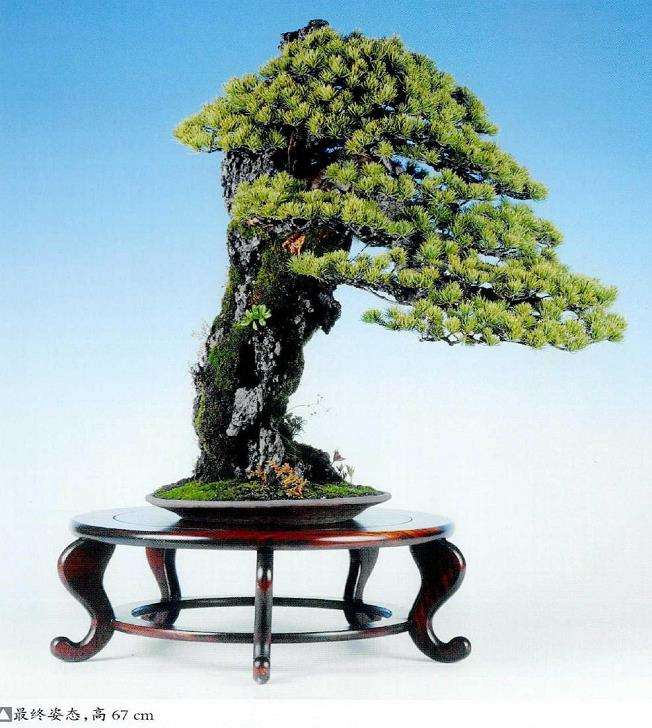 图解 制作附石盆景怎么换石的7个步骤