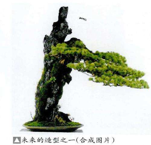 图解 制作附石盆景怎么换石的7个步骤