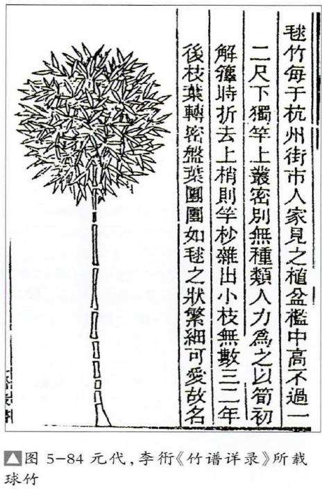 元代植物类盆景的8个论述 图片