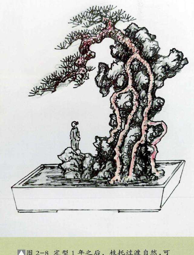 元代植物类盆景整形技术 图片
