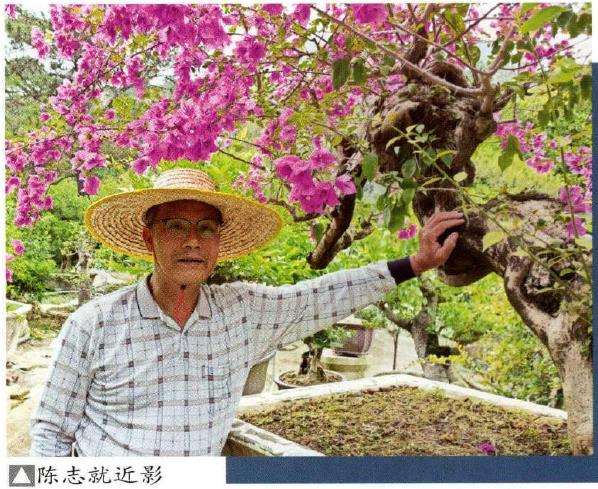 佛山岭南盆景艺术大师 陈志就 图片