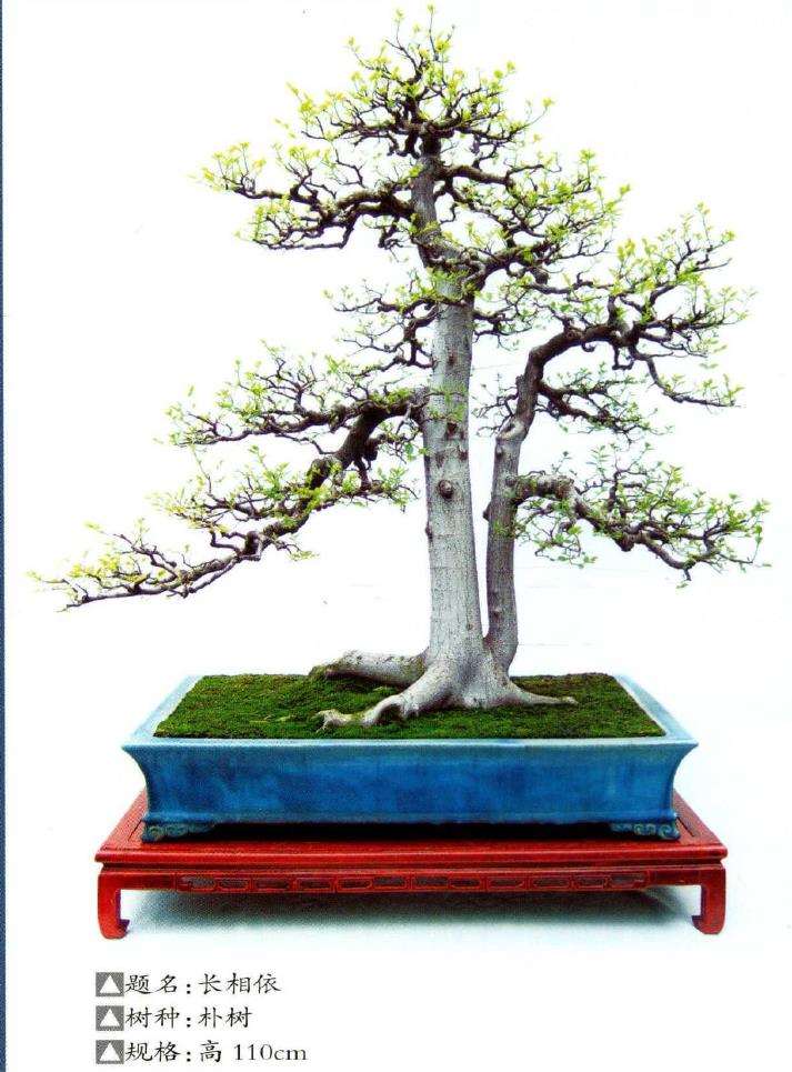 佛山岭南盆景艺术大师 陈志就 图片