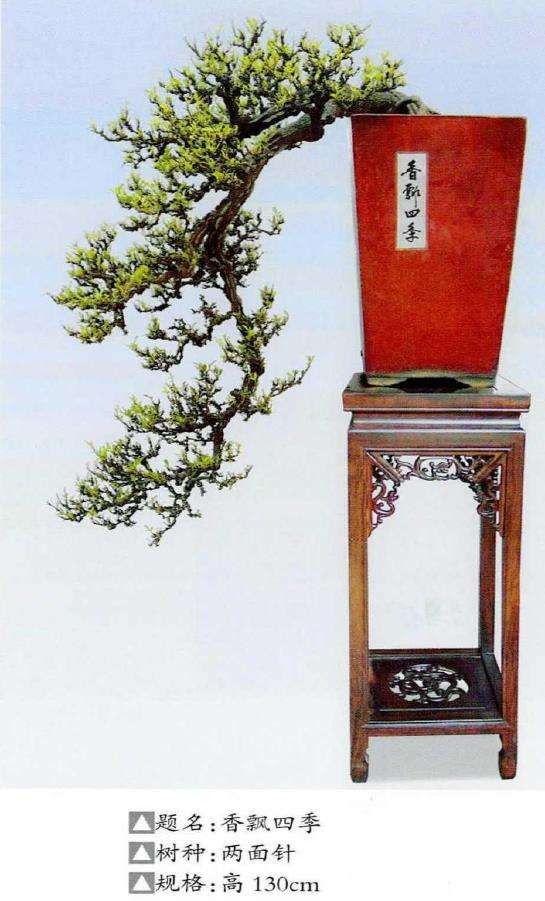 佛山岭南盆景艺术大师 陈志就 图片