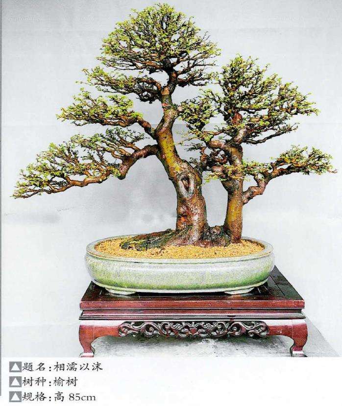 苏州盆景爱好者 郭建元 图片