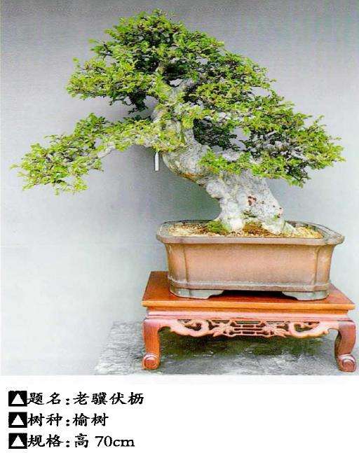 苏州盆景爱好者 郭建元 图片