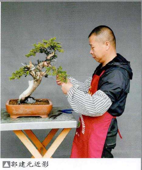 苏州盆景爱好者 郭建元 图片