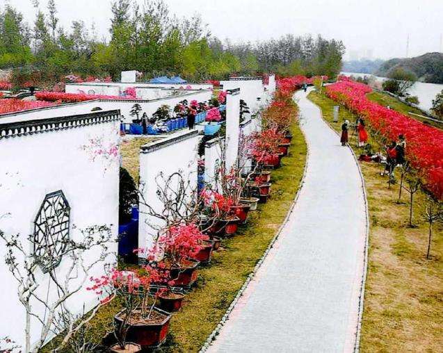 2022年江苏第三届淮安盆景展