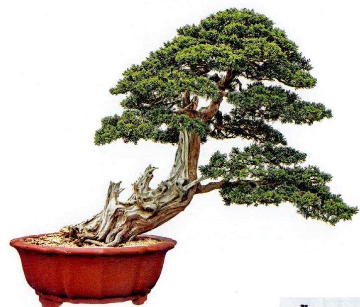 2022年江苏第三届淮安盆景展