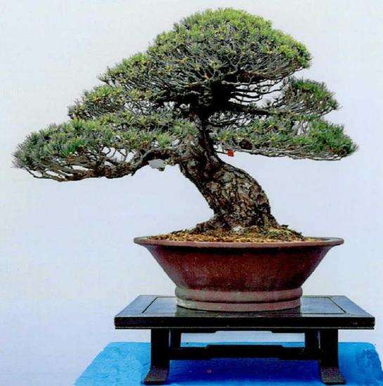 2022年江苏第三届淮安盆景展