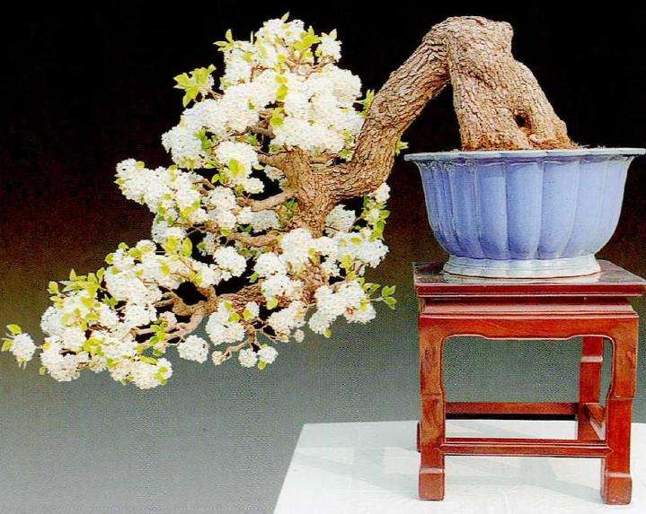 滁州市盆景协会会长刘传富 图片