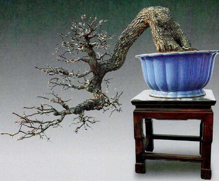 滁州市盆景协会会长刘传富 图片