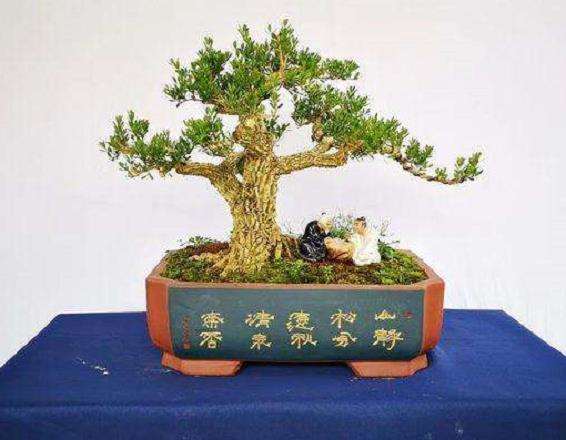 雀舌黄杨盆景怎么造型换盆的3个方法