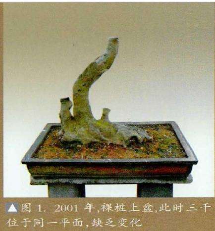 图解 榆树下山桩怎么制作盆景的5个步骤