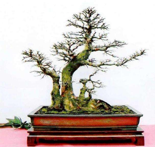 图解 榆树下山桩怎么制作盆景的5个步骤