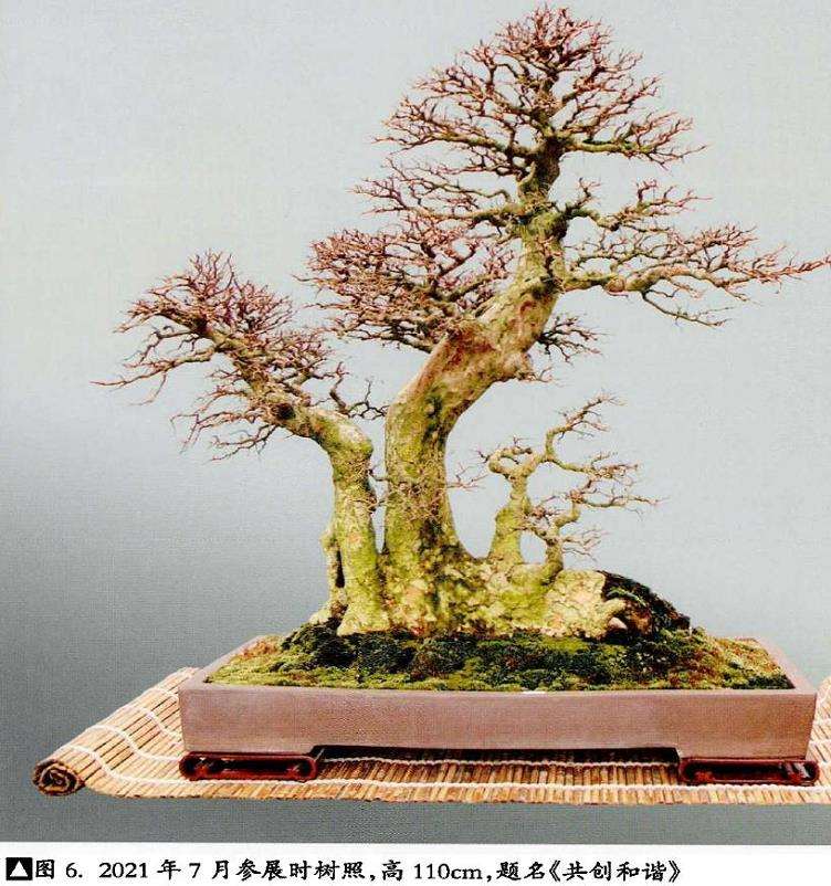 图解 榆树下山桩怎么制作盆景的5个步骤